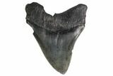 Fossil Megalodon Tooth - Georgia #144352-1